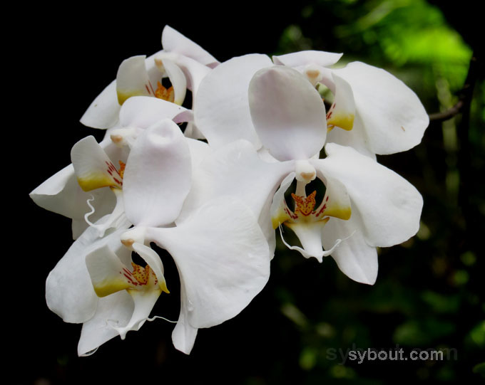 Phalaenopsis Hybrid