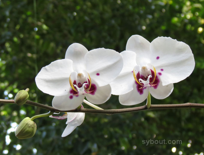 Phalaenopsis Hybrid