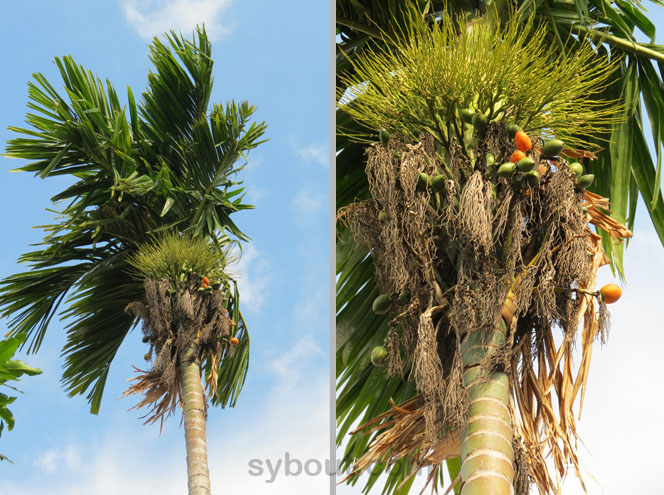 Betel Nut Palm flower and fruits