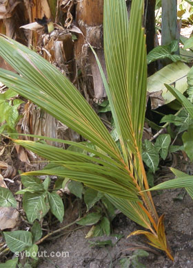Kelapa kuning
