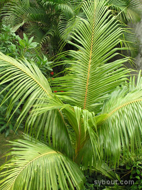 Kelapa kuning