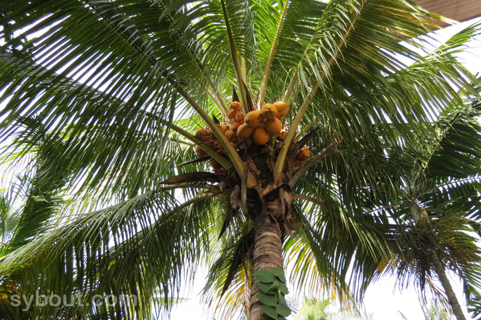 Kelapa kuning with fruit