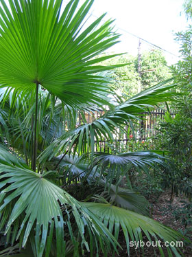 Fan Palm