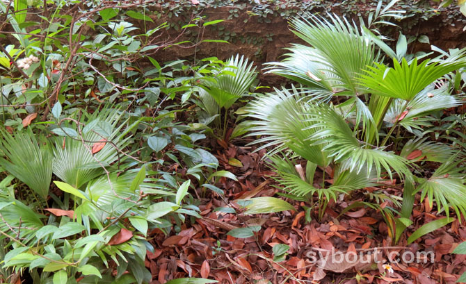Fan Palm seedlings