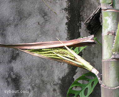 Macarthur Palm