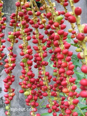 Macarthur Palm Fruits