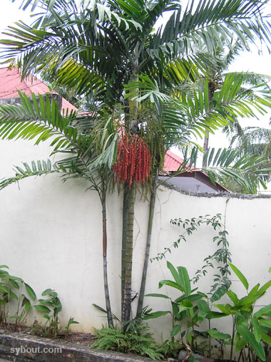 Macarthur Palm