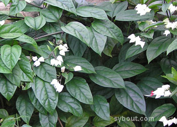 Bleading Heart Vine