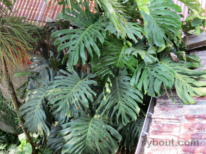 Monstera delciosa